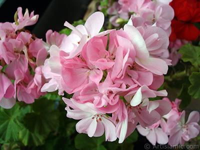 Pink Colored Pelargonia -Geranium- flower. <i>(Family: Geraniaceae, Species: Pelargonium)</i> <br>Photo Date: June 2005, Location: Turkey/Istanbul-Mother`s Flowers, By: Artislamic.com