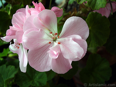 Pembe sardunya iei resmi. <i>(Ailesi: Geraniaceae, Tr: Pelargonium)</i> <br>ekim Tarihi: Haziran 2005, Yer: stanbul-Annemin iekleri, Fotoraf: islamiSanat.net