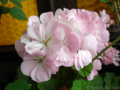 Pink Colored Pelargonia -Geranium- flower. <i>(Family: Geraniaceae, Species: Pelargonium)</i> <br>Photo Date: May 2005, Location: Turkey/Istanbul-Mother`s Flowers, By: Artislamic.com