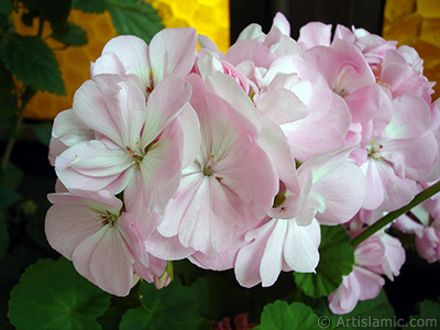 Pink Colored Pelargonia -Geranium- flower. <i>(Family: Geraniaceae, Species: Pelargonium)</i> <br>Photo Date: May 2005, Location: Turkey/Istanbul-Mother`s Flowers, By: Artislamic.com