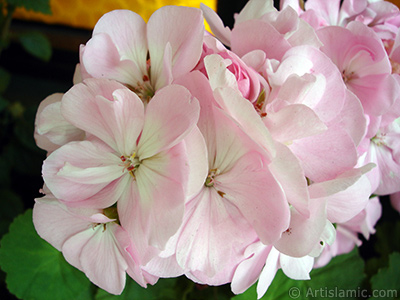 Pink Colored Pelargonia -Geranium- flower. <i>(Family: Geraniaceae, Species: Pelargonium)</i> <br>Photo Date: May 2005, Location: Turkey/Istanbul-Mother`s Flowers, By: Artislamic.com