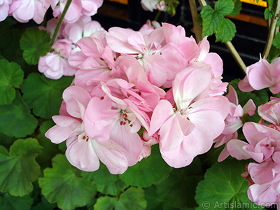 Pink Colored Pelargonia -Geranium- flower. <i>(Family: Geraniaceae, Species: Pelargonium)</i> <br>Photo Date: May 2005, Location: Turkey/Istanbul-Mother`s Flowers, By: Artislamic.com