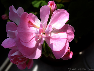 Pink Colored Pelargonia -Geranium- flower. <i>(Family: Geraniaceae, Species: Pelargonium)</i> <br>Photo Date: May 2005, Location: Turkey/Istanbul-Mother`s Flowers, By: Artislamic.com