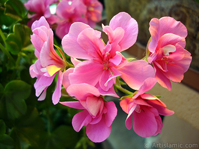 Pink Colored Pelargonia -Geranium- flower. <i>(Family: Geraniaceae, Species: Pelargonium)</i> <br>Photo Date: May 2005, Location: Turkey/Istanbul-Mother`s Flowers, By: Artislamic.com