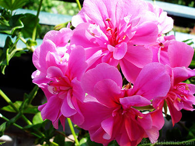 Pink Colored Pelargonia -Geranium- flower. <i>(Family: Geraniaceae, Species: Pelargonium)</i> <br>Photo Date: May 2005, Location: Turkey/Istanbul-Mother`s Flowers, By: Artislamic.com