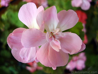 Pink Colored Pelargonia -Geranium- flower. <i>(Family: Geraniaceae, Species: Pelargonium)</i> <br>Photo Date: May 2005, Location: Turkey/Istanbul-Mother`s Flowers, By: Artislamic.com