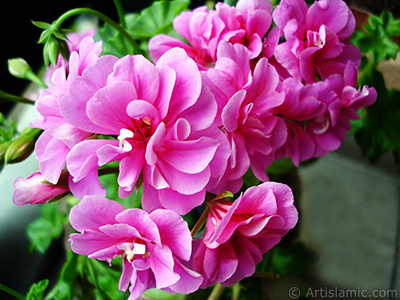 Pink Colored Pelargonia -Geranium- flower. <i>(Family: Geraniaceae, Species: Pelargonium)</i> <br>Photo Date: May 2005, Location: Turkey/Istanbul-Mother`s Flowers, By: Artislamic.com