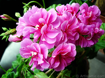 Pink Colored Pelargonia -Geranium- flower. <i>(Family: Geraniaceae, Species: Pelargonium)</i> <br>Photo Date: May 2005, Location: Turkey/Istanbul-Mother`s Flowers, By: Artislamic.com