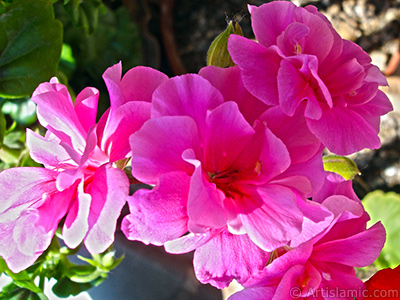 Pink Colored Pelargonia -Geranium- flower. <i>(Family: Geraniaceae, Species: Pelargonium)</i> <br>Photo Date: May 2005, Location: Turkey/Istanbul-Mother`s Flowers, By: Artislamic.com