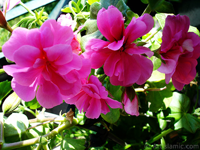 Pembe sardunya iei resmi. <i>(Ailesi: Geraniaceae, Tr: Pelargonium)</i> <br>ekim Tarihi: Mays 2005, Yer: stanbul-Annemin iekleri, Fotoraf: islamiSanat.net