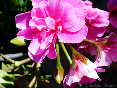 Pink Colored Pelargonia -Geranium- flower. <i>(Family: Geraniaceae, Species: Pelargonium)</i> <br>Photo Date: May 2005, Location: Turkey/Istanbul-Mother`s Flowers, By: Artislamic.com