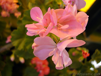 Pink Colored Pelargonia -Geranium- flower. <i>(Family: Geraniaceae, Species: Pelargonium)</i> <br>Photo Date: May 2005, Location: Turkey/Istanbul-Mother`s Flowers, By: Artislamic.com