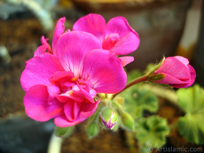 Pembe sardunya iei resmi. <i>(Ailesi: Geraniaceae, Tr: Pelargonium)</i> <br>ekim Tarihi: Mays 2005, Yer: stanbul-Annemin iekleri, Fotoraf: islamiSanat.net