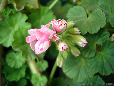 Pembe sardunya iei resmi. <i>(Ailesi: Geraniaceae, Tr: Pelargonium)</i> <br>ekim Tarihi: Mays 2005, Yer: stanbul-Annemin iekleri, Fotoraf: islamiSanat.net