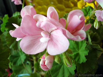 Pink Colored Pelargonia -Geranium- flower. <i>(Family: Geraniaceae, Species: Pelargonium)</i> <br>Photo Date: May 2005, Location: Turkey/Istanbul-Mother`s Flowers, By: Artislamic.com