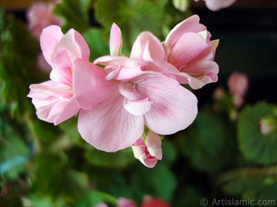 Pembe sardunya iei resmi. <i>(Ailesi: Geraniaceae, Tr: Pelargonium)</i> <br>ekim Tarihi: Mays 2005, Yer: stanbul-Annemin iekleri, Fotoraf: islamiSanat.net