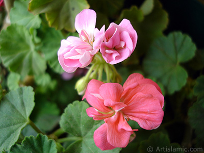 Pembe sardunya iei resmi. <i>(Ailesi: Geraniaceae, Tr: Pelargonium)</i> <br>ekim Tarihi: Mays 2005, Yer: stanbul-Annemin iekleri, Fotoraf: islamiSanat.net