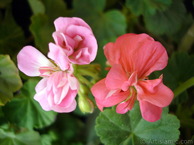 Pink Colored Pelargonia -Geranium- flower. <i>(Family: Geraniaceae, Species: Pelargonium)</i> <br>Photo Date: May 2005, Location: Turkey/Istanbul-Mother`s Flowers, By: Artislamic.com