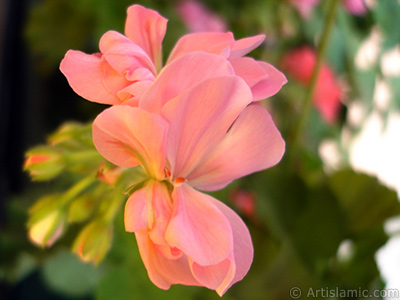 Pembe sardunya iei resmi. <i>(Ailesi: Geraniaceae, Tr: Pelargonium)</i> <br>ekim Tarihi: Mays 2005, Yer: stanbul-Annemin iekleri, Fotoraf: islamiSanat.net