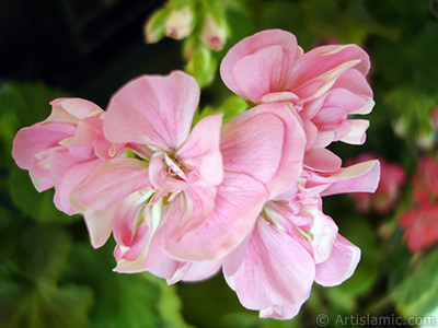 Pink Colored Pelargonia -Geranium- flower. <i>(Family: Geraniaceae, Species: Pelargonium)</i> <br>Photo Date: May 2005, Location: Turkey/Istanbul-Mother`s Flowers, By: Artislamic.com