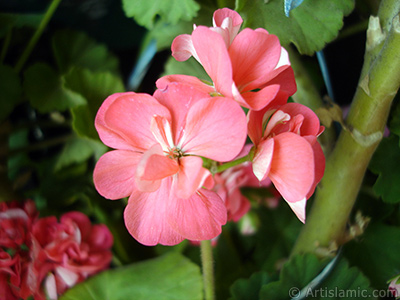 Pembe sardunya iei resmi. <i>(Ailesi: Geraniaceae, Tr: Pelargonium)</i> <br>ekim Tarihi: Mays 2005, Yer: stanbul-Annemin iekleri, Fotoraf: islamiSanat.net