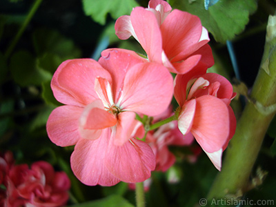 Pembe sardunya iei resmi. <i>(Ailesi: Geraniaceae, Tr: Pelargonium)</i> <br>ekim Tarihi: Mays 2005, Yer: stanbul-Annemin iekleri, Fotoraf: islamiSanat.net