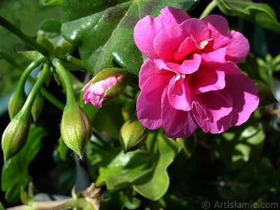 Pembe sardunya iei resmi. <i>(Ailesi: Geraniaceae, Tr: Pelargonium)</i> <br>ekim Tarihi: Mays 2005, Yer: stanbul-Annemin iekleri, Fotoraf: islamiSanat.net