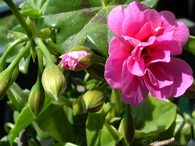 Pembe sardunya iei resmi. <i>(Ailesi: Geraniaceae, Tr: Pelargonium)</i> <br>ekim Tarihi: Mays 2005, Yer: stanbul-Annemin iekleri, Fotoraf: islamiSanat.net