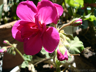 Pembe sardunya iei resmi. <i>(Ailesi: Geraniaceae, Tr: Pelargonium)</i> <br>ekim Tarihi: Mays 2005, Yer: stanbul-Annemin iekleri, Fotoraf: islamiSanat.net