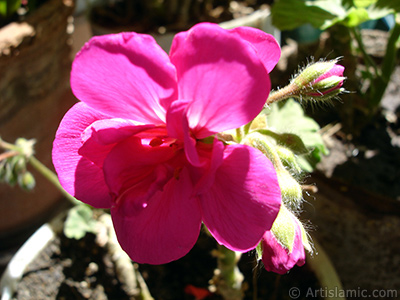 Pembe sardunya iei resmi. <i>(Ailesi: Geraniaceae, Tr: Pelargonium)</i> <br>ekim Tarihi: Mays 2005, Yer: stanbul-Annemin iekleri, Fotoraf: islamiSanat.net