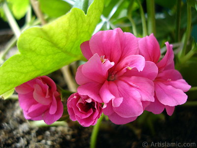 Pembe sardunya iei resmi. <i>(Ailesi: Geraniaceae, Tr: Pelargonium)</i> <br>ekim Tarihi: Nisan 2005, Yer: stanbul-Annemin iekleri, Fotoraf: islamiSanat.net