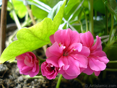 Pembe sardunya iei resmi. <i>(Ailesi: Geraniaceae, Tr: Pelargonium)</i> <br>ekim Tarihi: Nisan 2005, Yer: stanbul-Annemin iekleri, Fotoraf: islamiSanat.net