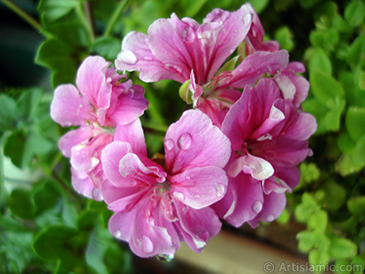 Pembe sardunya iei resmi. <i>(Ailesi: Geraniaceae, Tr: Pelargonium)</i> <br>ekim Tarihi: Nisan 2005, Yer: stanbul-Annemin iekleri, Fotoraf: islamiSanat.net