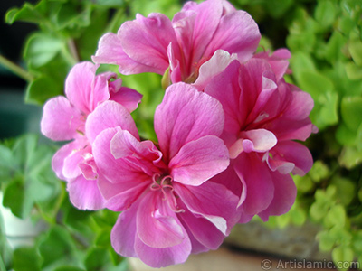 Pembe sardunya iei resmi. <i>(Ailesi: Geraniaceae, Tr: Pelargonium)</i> <br>ekim Tarihi: Nisan 2005, Yer: stanbul-Annemin iekleri, Fotoraf: islamiSanat.net