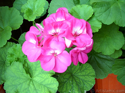 Pembe sardunya iei resmi. <i>(Ailesi: Geraniaceae, Tr: Pelargonium)</i> <br>ekim Tarihi: Ocak 2002, Yer: stanbul-Annemin iekleri, Fotoraf: islamiSanat.net