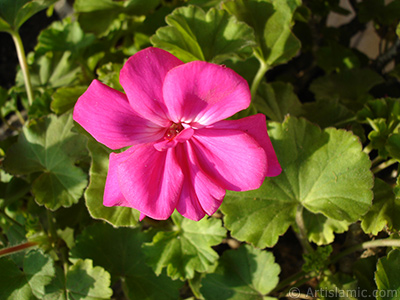 Pembe sardunya iei resmi. <i>(Ailesi: Geraniaceae, Tr: Pelargonium)</i> <br>ekim Tarihi: ubat 2011, Yer: stanbul-Annemin iekleri, Fotoraf: islamiSanat.net