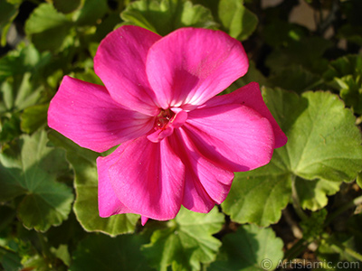 Pembe sardunya iei resmi. <i>(Ailesi: Geraniaceae, Tr: Pelargonium)</i> <br>ekim Tarihi: ubat 2011, Yer: stanbul-Annemin iekleri, Fotoraf: islamiSanat.net