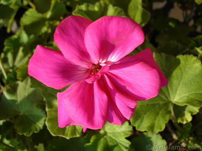 Pembe sardunya iei resmi. <i>(Ailesi: Geraniaceae, Tr: Pelargonium)</i> <br>ekim Tarihi: ubat 2011, Yer: stanbul-Annemin iekleri, Fotoraf: islamiSanat.net