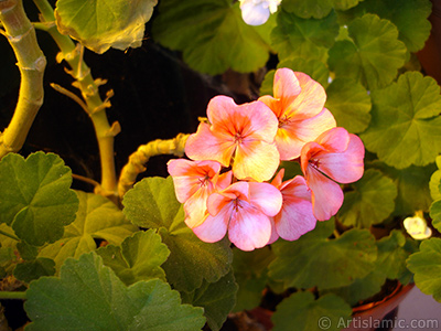 Pink and red color Pelargonia -Geranium- flower. <i>(Family: Geraniaceae, Species: Pelargonium)</i> <br>Photo Date: May 2009, Location: Turkey/Istanbul-Mother`s Flowers, By: Artislamic.com