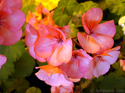 Pembe-kmz sardunya iei resmi. <i>(Ailesi: Geraniaceae, Tr: Pelargonium)</i> <br>ekim Tarihi: Mays 2009, Yer: stanbul-Annemin iekleri, Fotoraf: islamiSanat.net