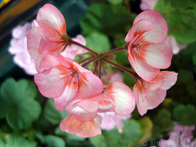 Pink and red color Pelargonia -Geranium- flower. <i>(Family: Geraniaceae, Species: Pelargonium)</i> <br>Photo Date: May 2008, Location: Turkey/Istanbul-Mother`s Flowers, By: Artislamic.com