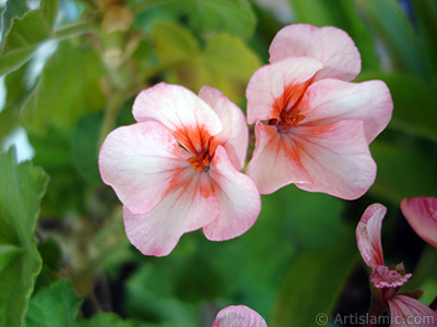 Pink and red color Pelargonia -Geranium- flower. <i>(Family: Geraniaceae, Species: Pelargonium)</i> <br>Photo Date: July 2006, Location: Turkey/Istanbul-Mother`s Flowers, By: Artislamic.com