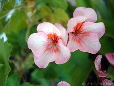 Pink and red color Pelargonia -Geranium- flower. <i>(Family: Geraniaceae, Species: Pelargonium)</i> <br>Photo Date: July 2006, Location: Turkey/Istanbul-Mother`s Flowers, By: Artislamic.com