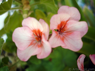 Pink and red color Pelargonia -Geranium- flower. <i>(Family: Geraniaceae, Species: Pelargonium)</i> <br>Photo Date: July 2006, Location: Turkey/Istanbul-Mother`s Flowers, By: Artislamic.com