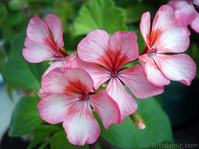 Pink and red color Pelargonia -Geranium- flower. <i>(Family: Geraniaceae, Species: Pelargonium)</i> <br>Photo Date: July 2006, Location: Turkey/Istanbul-Mother`s Flowers, By: Artislamic.com