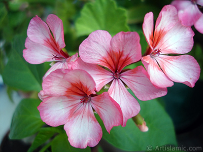 Pembe-kmz sardunya iei resmi. <i>(Ailesi: Geraniaceae, Tr: Pelargonium)</i> <br>ekim Tarihi: Temmuz 2006, Yer: stanbul-Annemin iekleri, Fotoraf: islamiSanat.net