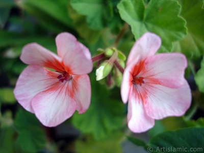 Pink and red color Pelargonia -Geranium- flower. <i>(Family: Geraniaceae, Species: Pelargonium)</i> <br>Photo Date: July 2006, Location: Turkey/Istanbul-Mother`s Flowers, By: Artislamic.com