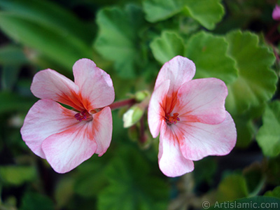 Pink and red color Pelargonia -Geranium- flower. <i>(Family: Geraniaceae, Species: Pelargonium)</i> <br>Photo Date: July 2006, Location: Turkey/Istanbul-Mother`s Flowers, By: Artislamic.com