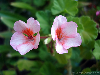 Pink and red color Pelargonia -Geranium- flower. <i>(Family: Geraniaceae, Species: Pelargonium)</i> <br>Photo Date: July 2006, Location: Turkey/Istanbul-Mother`s Flowers, By: Artislamic.com