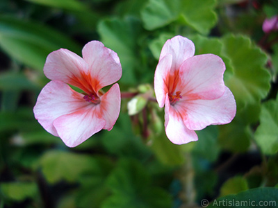 Pink and red color Pelargonia -Geranium- flower. <i>(Family: Geraniaceae, Species: Pelargonium)</i> <br>Photo Date: July 2006, Location: Turkey/Istanbul-Mother`s Flowers, By: Artislamic.com